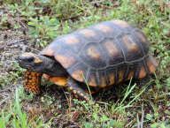 Turtle (French Guiana)